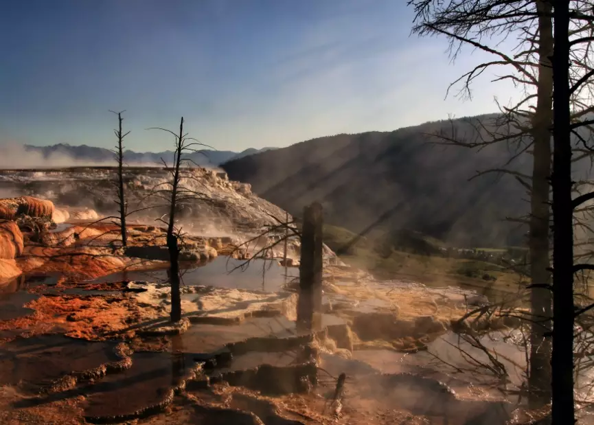 Canary Spring Yellowstone