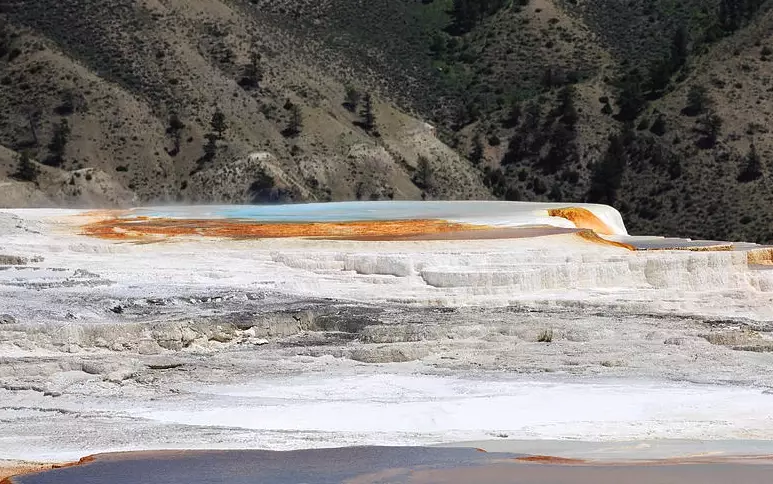 Canary Spring Yellowstone
